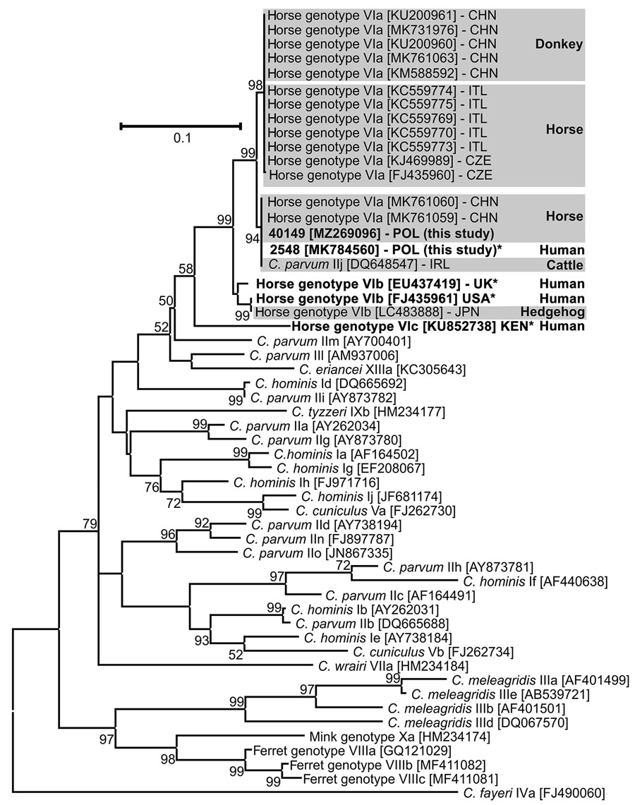 Maximum-likelihood tree based on partial sequences of 60-kD glycoprotein of Cryptosporidium spp. from a 13-year-old immunocompromised girl and a horse she rode in Poland (and reference sequences. Bold and asterisks indicate isolates reported from humans; gray shading indicates isolates reported from animals. The general time reversible model was applied using a discrete gamma distribution. Robustness of the phylogeny was tested with 1,000 bootstraps. Values along the branches indicate bootstrap values with >50% support. GenBank accession number are indicated in brackets. Country of origin of Cryptosporidium sp. horse genotype isolates is indicated by 3-letter International Organization for Standardization country abbreviation. Scale bar indicates nucleotide substitutions per site.
