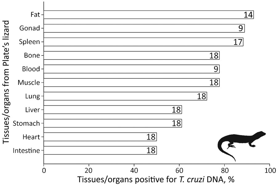 Tissues/organs tested for Trypanosoma cruzi infection and their percentages of infection in Plate’s lizards (Liolaemus platei) in study of lizards as silent hosts of T. cruzi. Numbers in each bar indicate number of lizards from which a specific tissue/organ was extracted and tested.