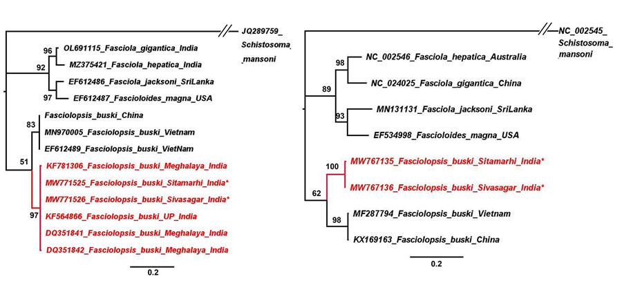 Phylogenetic trees for study strains of Fasciolopsis buski trematodes recovered from child patients in Sitamarhi, Bihar, and pigs in Sivasagar, Assam, India, and reference sequences. Red indicates isolates from India; asterisks indicate strains from this study. Tree was constructed using the maximum-likelihood method as implemented in MrBayes version 3.1.2 (https://bioweb.pasteur.fr/packages/pack@mrbayes@3.1.2). A) Internal transcribed spacer 2 gene tree using Hasegawa-Kishino-Yano plus invariate sites model. B) Cytochrome c oxidase subunit 1 gene tree using general time reversible plus gamma model. The analyses were run for 5,000,000 generations with sampling frequency of 100 and initial 25% of the trees discarded as burn-in. Node values represent Bayesian posterior probabilities. GenBank accession numbers are provided when available. Scale bars represent branch length.