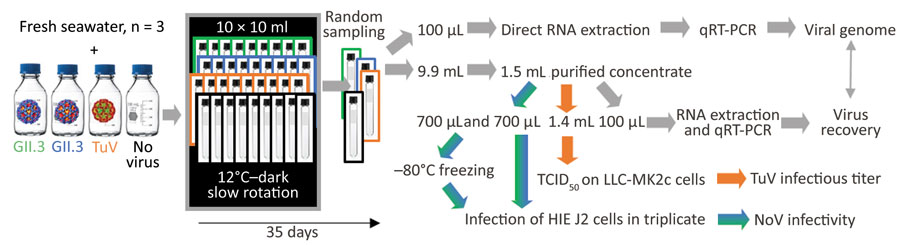 Study design on use of HIEs to evaluate persistence of infectious human norovirus in seawater. Comparison of the stability of 2 human norovirus strains (GII.3 indicated by green, GII.4 indicated by blue) and TuV (orange) in seawater. We conducted 3 independent experiments with different fresh seawater samples. Spiked seawater (120 mL) was split in 10 mL aliquots in glass tubes, incubated at 12°C in the dark under constant rotation (10 rpm), and randomly sampled once or twice per week for 5 weeks (35 days). Grey arrows indicate steps or treatments applied to all samples; blue-green arrows indicate steps or treatments applied to human norovirus and control without virus; orange arrows indicate steps or treatments applied to TuV only. HIE, human intestinal enteroid, NoV, norovirus; qRT-PCR, one-step quantitative reverse transcription PCR; TCID50, 50% median tissue culture infectious dose; TuV, Tulane virus.