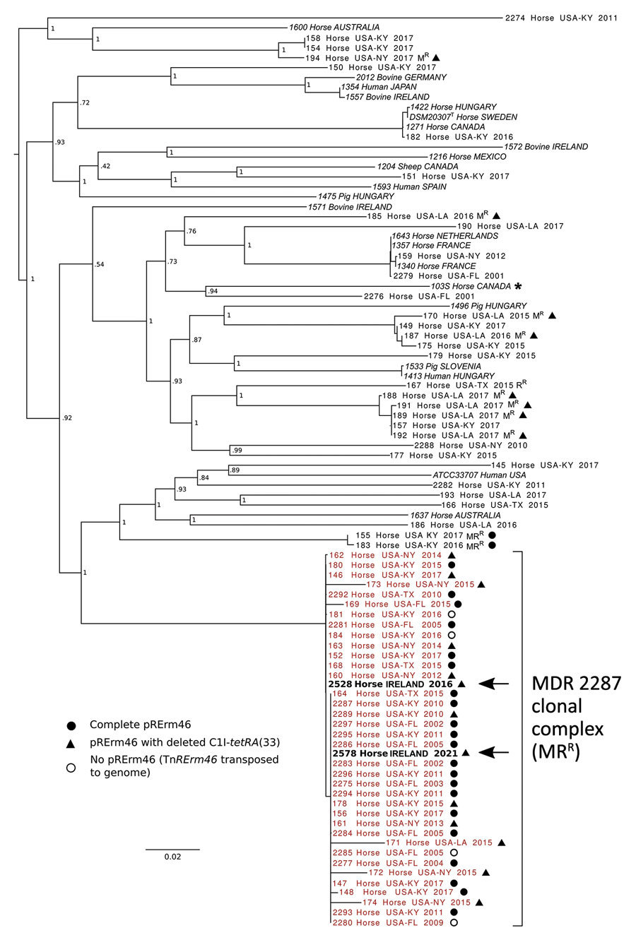 Whole-genome phylogenetic analysis of Rhodococcus equi and its multidrug-resistant 2287 clone. Asterisk indicates strain 103S used as reference genome (GenBank accession no. FN563149). For analysis we used 92 R. equi genome sequences including 68 macrolide-resistant and -susceptible equine isolates from the United States and 22 global strains from a previously reported R. equi diversity set (14) (italics). Macrolide-resistant isolates include 36 members of the MDR-RE 2287 clonal complex (red text) as well as isolates representing spillages of the pRErm46 plasmid to other R. equi genotypes (8,10). Arrows indicate the 2 MDR-RE 2287 isolates from Ireland. Labels indicate geographic origin, year of isolation, and resistance phenotype when applicable (MRR, macrolide and rifampin resistance; MR, macrolide resistance; RR, rifampin resistance). Symbols indicate pRErm46 carriage in macrolide-resistant isolates, described in the key; open circles indicate MDR-RE isolates where pRErm46 has been lost after transposition of the TnRErm46 element to the host genome (8). Numbers at nodes indicate bootstrap values for 1,000 replicates. Tree was drawn with FigTree (http://tree.bio.ed.ac.uk/software/figtree). 