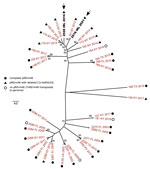 Unrooted maximum-likelihood tree of multidrug-resistant Rhodococcus equi 2287 clonal complex showing the relationships of the isolates from Ireland (arrows). Whole-genome phylogeny inferred from 45 parsimony informative sites using SNIPPY (https://github.com/tseemann/snippy) and IQ-tree (http://www.iqtree.org) for tree reconstruction. Best-fit model was selected by IQ-tree’s ModelFinder module. Bootstrap values >50 are shown. The genome of the prototype MDR-RE 2287 isolate PAM2287 (National Center for Biotechnology Information assembly accession no. GCA_002094405.1) was used as a reference for SNP calling.  Labels indicate isolate name, geographic origin (FL, Florida; IRL, Ireland, KY, Kentucky; NY, New York; TX, Texas), and year of isolation. Symbols indicate pRErm46 plasmid type. Tree was drawn with FigTree (http://tree.bio.ed.ac.uk/software/figtree). 