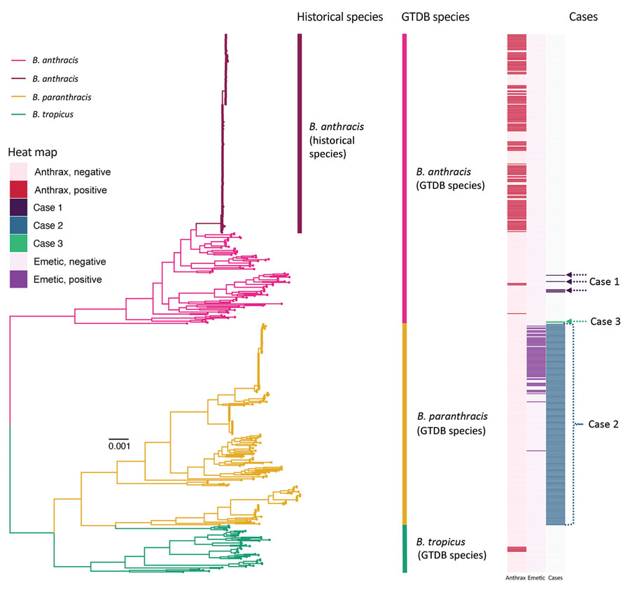 Maximum-likelihood phylogeny constructed using core genes detected among 605 genomes assigned to the GTDB B. anthracis, B. paranthracis, and B. tropicus species. Branch colors and clade labels denote GTDB species assignments or, for B. anthracis, historical species assignments. The heatmap to the right of the phylogeny shows whether a strain possessed anthrax toxin-encoding genes or not (anthrax); whether a strain possessed cereulide synthetase (emetic toxin)-encoding genes or not (emetic); and the strains or lineages discussed in the cases we detailed here (cases) (Table 1). For case 1, the actual genomes were not publicly available; thus, genomes assigned to the same sequence types (STs, via 7-gene multilocus sequence typing) are highlighted. For case 2, the only information provided to the authors was that the genome in question belonged to species B. paranthracis; thus, all genomes assigned to GTDB’s B. paranthracis species are highlighted. For case 3, the actual strain genomes associated with the case are highlighted. The phylogeny was rooted using panC Group II B. cereus group strain FSL W8-0169 as an outgroup (National Center for Biotechnology Information RefSeq Assembly accession no. GCF_001583695.1; omitted for readability). Branch lengths are reported in substitutions per site. GTDB, Genome Taxonomy Database.
