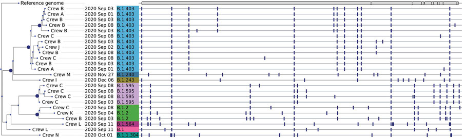 Phylogenetic tree of SARS-CoV-2 consensus whole-genome sequences from 24 of 42 positive specimens from Cameron Peak firefighters available at the Colorado State Public Health Lab with >89% genome coverage. Nodes with at least 95% ultrafast bootstrap support are labeled. Firefighter crew, sample collection date, and lineage are displayed at the tips. A visualization of the reference genome is depicted at the top of the phylogeny. Vertical bars shown across each consensus sequence indicate positions of nucleotide changes relative to the reference genome. High-quality consensus sequences were defined as sequences with >89% genome coverage (10× sequence coverage depth for Illumina [https://www.illumina.com] and 20× for Oxford Nanopore [https://nanoporetech.com]) and minimum base quality of 20. Prior to phylogenetic inference, consensus sequences were aligned to the reference genome (Genbank accession no. NC_045512.2), and insertions were removed so that all sequences were 29,903 nt in length. Phylogenetic inference of the consensus sequences was performed using IQTree version 2.0.3 (http://www.iqtree.org) with 1,000 ultrafast bootstrap replicates and phylogenetic tree visualization was performed using the python module ete3 version 3.1.2 (https://pypi.org/project/ete3). Pangolin v.2.4.25 (9) and Nextstrain’s Nextclade tools (10) were used to assign lineage and clade designations to each assembled genome.