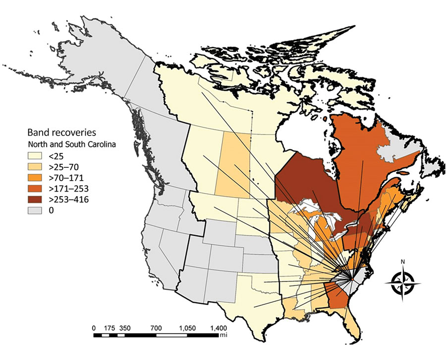 Dabbling duck movements to and from North Carolina and South Carolina, USA, to and from other states or provinces in study of highly pathogenic avian influenza A(H5N1) 2.3.4.4 virus, United States, 2021. Data are based on North American Bird Banding Program data collected during 1960–2021. Color intensities represent number of movements detected between a given state or province and North Carolina or South Carolina. Lines are positioned at the centroid of a given state or province. Bold border lines indicate administrative migratory bird flyways (from west to east: Pacific Flyway, Central Flyway, Mississippi Flyway, and Atlantic Flyway).