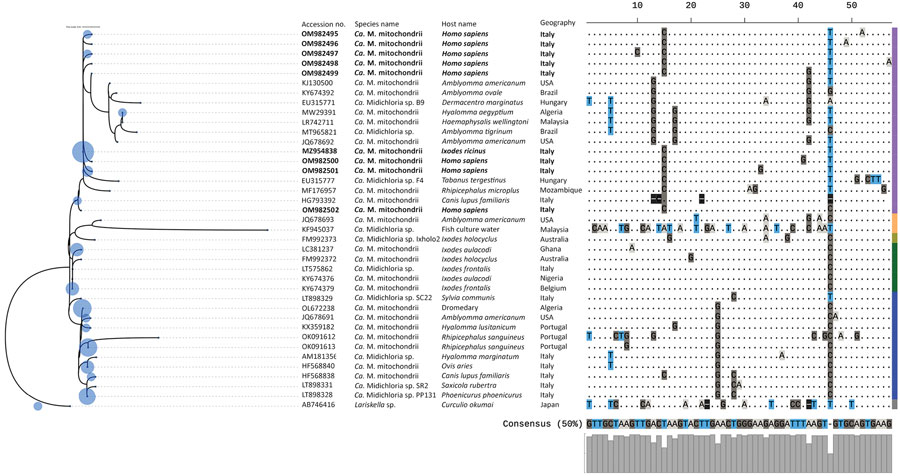 Maximum-likelihood phylogenic tree of endosymbiont Candidatus Midichloria mitochondrii clades detected with tickborne pathogens in humans exposed to tick bites, Italy, 2021. The tree corresponds to the IQ-TREE (http://www.iqtree.org) inferred from 38 partial (202 bp) DNA sequences with 28.7% of informative sites by using the Kimura 3-parameter model with empirical frequencies plus regression (TPM3+F+R2) model under 1,000 bootstrap replicates and maximum-likelihood method. Accession numbers and species name are indicated at the tip of each branch. Bold blue text indicates sequences amplified in the study area. The tree includes 123 query sequences representing all 16S rRNA entries from GenBank (blue circles on left) placed at the branch and leaf nodes by using the APPLES algorithm (https://github.com/balabanmetin/apples). The ClustalX (http://www.clustal.org/clustal2) sequence alignment viewer of the informative sites from the 16S rRNA alignment and their 50% consensus are shown. Colored column at far right denotes taxonomic annotation; purple indicates clade A, blue indicates clade B, green indicates clade C, yellow indicates clade D, green indicates clade E, gray indicates outgroup. Ca., Candidatus.