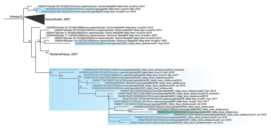 Phylogenetic analysis of Kenya-2 clade Rift Valley fever virus small segment from an outbreak in Uganda, 2021, compared with available full-length segments from GenBank (accession numbers shown). Green shading indicates sequence from Uganda outbreak; blue shading indicates historic RVFV sequences from Uganda. Red numbers indicate nodes with bootstrap support >70%. Complete phylogenies of small and large segments are shown in the Appendix.