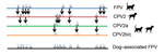 Genetic differences in feline panleukopenia virus in dogs from Italy and Egypt. Amino acid residues in the capsid protein VP2 differed between FPV, CPV-2, CPV-2a, CPV-2b, and CPV-2c variants of Carnivore protoparvovirus 1. Colors indicate variant origins of amino acid residues. We identified an I101T aa substitution mutation in FPV from these dog-associated cases. CPV, canine parvovirus; FPV, feline panleukopenia virus. 
