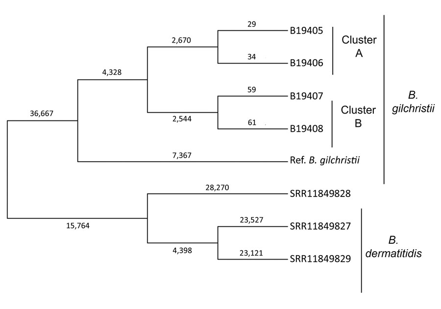Genetic relationships and molecular epidemiology of Blastomyces gilchristii clusters, Minnesota, USA. We performed whole-genome sequencing of isolates from 4 patients in Minnesota who had Blastomyces gilchristii infections and compared the sequences with 3 publicly available B. dermatitidis isolates (National Center for Biotechnology Information run nos. SRR11849827, SRR11849828, SRR11849829). We analyzed single-nucleotide polymorphisms (SNPs) using the MycoSNP version 0.19 analytical workflow (https://github.com/CDCgov/mycosnp). We used the genome assembly data for B. gilchristii strain SLH14081 from GenBank (accession no. GCA_000003855.2) as a reference. Neighbor-joining tree shows the genetic relationships between cluster A and B, which each comprised isolates from 2 patients, the B. gilchristii reference strain, and B. dermatitidis isolates. Numbers represent the SNPs for each strain. Ref., reference.