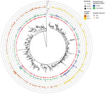 Clustering analysis of Omicron sequences in study of SARS-CoV-2 Omicron variant in Finland in late 2021–early 2022. The collapsed maximum-likelihood phylogenetic tree shows Omicron genomes sampled in Finland (n = 870) and reference sequences from other countries (n = 754), the reference dataset we used. The outermost bar plot shows the number of BA.1 and BA.1.1 sequences in each cluster. Purple squares indicate Omicron sequences collected from a Finland border; clusters with border samples each contain 1–9 sequences. Clustering analysis revealed that, by the beginning of January 2022, aside from 1 major BA.1.1 cluster (n = 236, 27.1% of all cases in Finland during the study period, November 29, 2021–January 6, 2022), most (n = 634, 72.8% of cases) Omicron cases in Finland were either singletons or small clusters (≤30 sequences). The tree was inferred using the IQTREE2 version 2.0.6 (http://www.iqtree.org) using ModelFinder and 1,000 bootstraps were computed with the integrated Ultrafast bootstrap algorithm and the clusters (red squares) with TreeCluster version 1.0.3 (https://github.com/niemasd/TreeCluster) using an arbitrary branch length of 0.001 and support value of 70. Triangles indicate sequences recorded from patients in the ICU or PCU. The tree is rooted to an Omicron BA.2 sequence (Genbank accession no. OV698431.1). ICU, intensive care unit; PCU, pulmonary care unit 