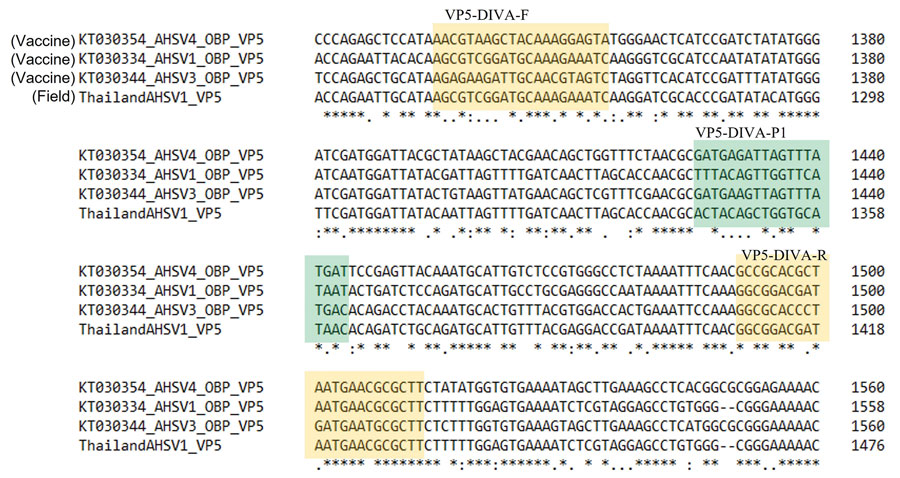Nucleotide sequence alignment of the VP5 gene for the OBP AHSV vaccine strains and Thailand AHSV-1 field isolate at the 1321–1560 region (numbering according to the OBP AHSV-1 isolate, GenBank accession no. KT030334) by multiple sequence alignment tool in Clustal Omega (https://www.ebi.ac.uk/Tools/msa/clustalo). OBP strain GenBank accession nos.: AHSV-1, KT030334; AHSV-3, KT030344; AHSV-4, KT030354. Thailand AHSV-1 isolate GenBank accession no.: MT711962. Yellow indicates the primer-binding regions (VP5-DIVA-F/R) and green the probe-binding region (VP5-DIVA-P1). AHSV, African horse sickness virus; DIVA, Differentiating Infected from Vaccinated Animals; OBP, Onderstepoort Biologic Products (https://www.obpvaccines.co.za); VP, viral protein.