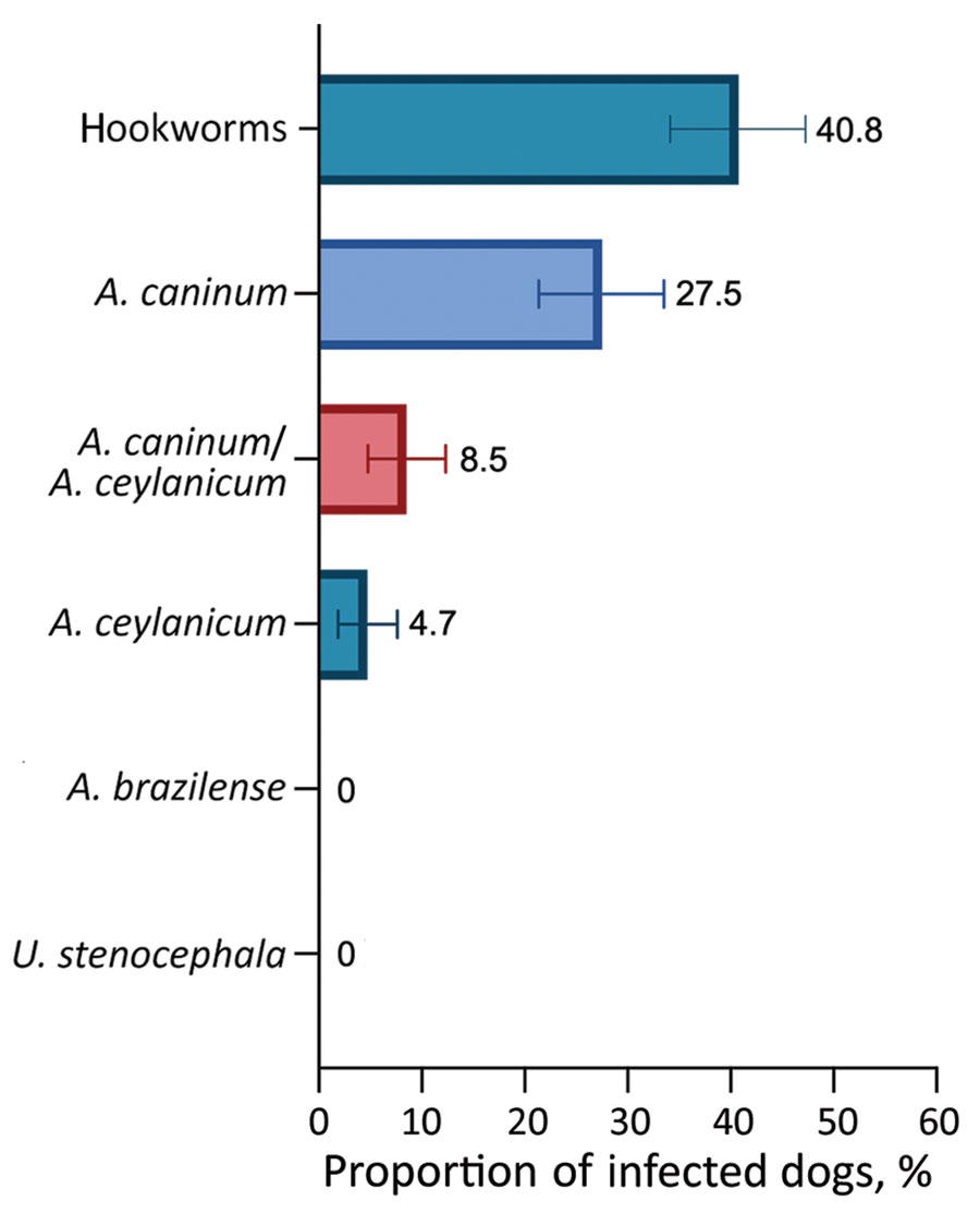 Proportion of dogs infected with zoonotic hookworms in Grenada, 2021, determined by using multiplex quantitative real-time PCR. Error bars indicate 95% CI. A., Ancylostoma; U., Uncinaria.