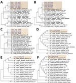 Bootstrap consensus phylogenetic tree constructed based on partial sequences of 17kDa (A), gltA (B), groEL (C), ompA (D), ompB (E), and sca4 (F) amplified from blood specimens from 5 spotted fever patients in Japan (yellow shading). We aligned sequences using MUSCLE within MEGA6 software (http://www.megasoftware.net). We analyzed phylogenetic relationships using the neighbor-joining method with 1,000 bootstrap replicates; boot values are shown next to the branches. Genbank accession numbers for the Rickettsia strains retrieved are indicated.
