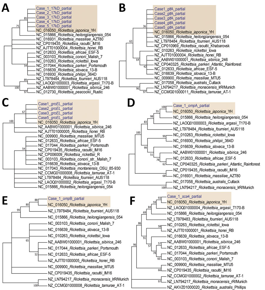 Bootstrap consensus phylogenetic tree constructed based on partial sequences of 17kDa (A), gltA (B), groEL (C), ompA (D), ompB (E), and sca4 (F) amplified from blood specimens from 5 spotted fever patients in Japan (yellow shading). We aligned sequences using MUSCLE within MEGA6 software (http://www.megasoftware.net). We analyzed phylogenetic relationships using the neighbor-joining method with 1,000 bootstrap replicates; boot values are shown next to the branches. Genbank accession numbers for the Rickettsia strains retrieved are indicated.
