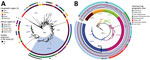 Phylogenomics of clinical and environmental Vibrio cholerae O1 El Tor isolates from the Lake Tanganyika basin, Africa. A) Maximum-likelihood phylogeny of 1,366 seventh pandemic V. cholerae O1 El Tor (7PET) genomes with strain A6 as the outgroup. The different sublineages introduced into Africa are indicated. Light blue indicates AFR10 sublineage. Rings 1 and 2 show geographic origin of isolates; ring 3 shows isolates sequenced in this study. B) Maximum-likelihood tree for 357 AFR10 isolates, with strain N16961 as an outgroup. The 5 clades are color-coded: AFR10a, brown; AFR10b, yellow; AFR10c, green; AFR10d, pink; and AFR10e, blue. The outermost ring indicates the geographic locations of the different isolates in the tree. Filled circles indicate the presence of ST69 or ST515, Ogawa and Inaba serotypes, IncA/C plasmid, and the S85L mutation in parC; open circles indicate their absence. MLST, multilocus sequence typing; ST, sequence type. 