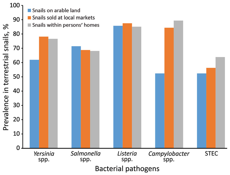 Prevalence of foodborne pathogens in land snails sampled in 3 selected locations, Buea, Cameroon. June–October 2019. STEC, Shiga toxin–producing Escherichia coli.