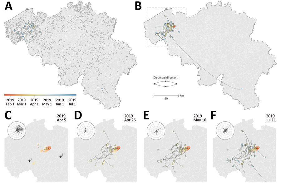 Spatiotemporal dispersal history of H3N1 lineages in study combining phylogeographic analyses and epidemiologic contact tracing to characterize the atypically pathogenic avian influenza (H3N1) epidemic in Belgium during 2019. A, B) We mapped the spatiotemporal distribution of H3N1 outbreaks (triangles) among the distribution of Belgian poultry farms (gray dots) (A) and the maximum clade credibility tree obtained by continuous phylogeographic inference on the basis of 1,000 posterior trees (B). The tree is superimposed on 80% highest posterior density polygons reflecting phylogeographic uncertainty associated with inferred positions of internal nodes. Tip (squares) and internal (circles) nodes are displayed, and dispersal direction of viral lineages is indicated by the edge curvature (anticlockwise). Outbreaks, tree nodes, and highest posterior density regions are all colored according to their date of occurrence. C–F) Four snapshots of the area shown in the box in panel B, which display the dispersal history of H3N1 lineages through time and on which we coplotted the wind direction and intensity (length of line, not used for hypothesis testing) recorded for the days in each period. The period was defined as the time between the date of the previous snapshot and the date of the snapshot under consideration. Wind direction and intensity were averaged measurements taken at 2 meteorological stations (1, Beitum; 2, Melle). A visual comparison between the time-scaled tree and the phylogeographic reconstruction is provided in Appendix.
