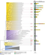 Summarized maximum-likelihood phylogenetic tree for Coccidioides posadasii isolates from study of genomic epidemiology linking nonendemic coccidioidomycosis to travel and reference isolates. Each recognized phylogeographic clade is highlighted with a colored gradient labeled in its top right corner. Samples with travel history are presented with locations of isolation and all known patient travel, with colors for the geographic regions. Red bold tip labels indicate samples sequenced for this study; other samples are included when including travel history or otherwise mentioned in the main text. 