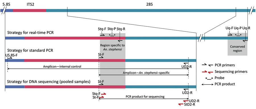 Schematic representation of PCR and sequencing strategies used for early detection of invasive malaria vector Anopheles stephensi mosquitoes