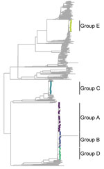 Phylogenetic tree representation for Mycobacterium tuberculosis lineage 4 for selected genotypic cluster groups (≤5 single-nucleotide polymorphisms) in study of high-resolution geospatial and genomic data to characterize recent tuberculosis transmission, Gaborone, Botswana, 2012–2016. Colors indicate the location of isolates in each genotypic cluster group. Branches within each of the groups are expanded for visualization.