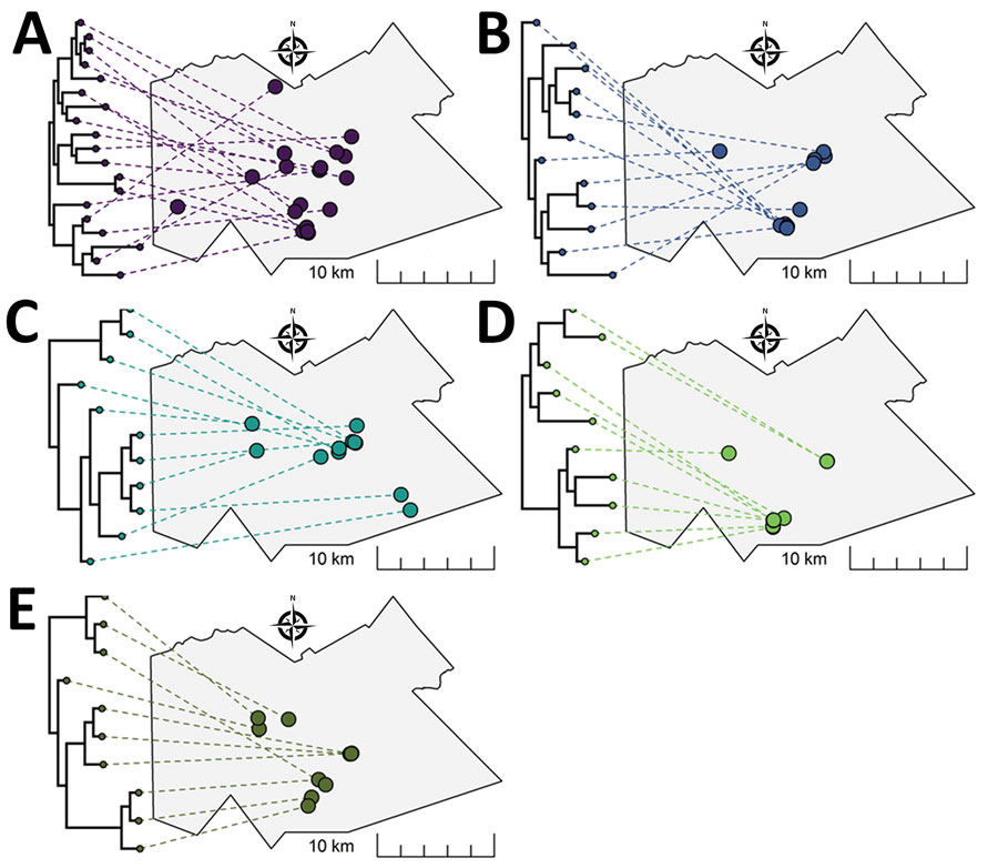 Representation of phylogenetic trees for Mycobacterium tuberculosis genotypic cluster groups A–E (≤5 single-nucleotide polymorphisms) projected onto geographic maps in study of high-resolution geospatial and genomic data to characterize recent tuberculosis transmission, Gaborone, Botswana, 2012–2016. The location of each M. tuberculosis isolate in the tree is displayed with a link drawn to its corresponding geographic location. Tree tips on the same bifurcating branches represent the most closely related isolates. 