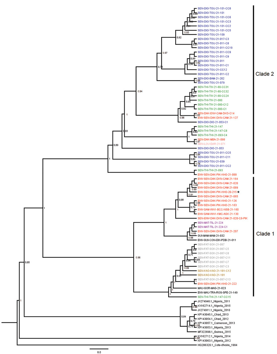 Maximum-likelihood tree based on complete viral protein 1 sequences of cVDPV2 isolates circulating in Senegal during 2020–2021. The tree is midpoint-rooted; nodes are labeled with local support values computed using the Shimodaira-Hasegawa test for 5,000 bootstrap replications. Strain identifiers are designated as follows: SEN-XXX-XXX-21-xxx indicates an isolate from an acute flaccid paralysis (AFP) cases; SEN-XXX-XXX-21-xxx-Cx, close contact of an AFP case; SEN-XXX-XXX-21-xxx-CCxx, community contact of an AFP case; ENV-XXX-XXX-XXX-XXX-21-xxx, isolate from a sewage sample; SEN-ENV-XXX-XXX-XXX-21-Cx-XXX, community contact around a positive environmental site. Isolate names are color-coded as follows: dark blue, new characterized isolates from the Diourbel region (SEN-DIO); green, the Thiès region (SEN-THI); red, the Dakar region (SEN-DAK); pink, the Louga region (SEN-LOU); purple, the Matam region (SEN-MAT); gray, the Fatick region (SEN-FAK); brown, the Kaolack region (SEN-KAO); black, Guinea (GUI), Mauritania (MAU), and The Gambia (GAM), and previous sequences of cVDPV2 from West Africa countries. Asterisk * indicates the first sequence isolated from sewage in Senegal in December 2020. cVDPV2, circulating vaccine-derived poliovirus serotype 2.