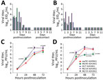 Evaluating influenza A(H5N1) virus isolate aw/SC using in vivo and in vitro models. A, B) Ferrets were intranasally inoculated with 6 log10 EID50 of aw/SC virus in 1 mL of phosphate-buffered saline and direct contact (A) and respiratory droplet (B) transmission models were established with naive ferrets (1:1 ratio) the following day as described previously (9). Nasal wash samples were collected from inoculated and contact ferrets every other day, and virus titers were determined in eggs (10). As shown, infectious virus was detected in nasal wash specimens from all inoculated ferrets up to day 7 (left side of each panel); however, ferrets exposed only by direct contact (panel A, right) or through the air (panel B, right) did not show infectious virus. C, D) Replication kinetics of aw/SC virus were evaluated in human respiratory tract cells and compared with the H1N1 viruses, A/Michigan/45/2015 (MI/45), A/Idaho/7/2018 (ID/7), A/Nebraska/14/2019 (NE/14), and A/Nebraska/15/2018 (NE/15). Calu-3 cells (ATCC, https://www.atcc.org) were grown to confluence under submerged conditions in 12-mm diameter transwell inserts (Corning, https://www.corning.com). The cells were infected apically at a multiplicity of infection of 0.01 for 1 h and then washed and incubated at 33°C (C) or 37°C (D) as previously described (6). Virus titers in triplicate cell-supernatant samples were determined by standard plaque assay in MDCK cells (10). The limit of virus detection was 1.5 log10 EID50/mL or 2 log10 PFU/mL. Error bars indicate SDs. p values provided for avian H5N1 versus human seasonal H1N1 viruses were calculated by 2-way analysis of variance with a Tukey posttest. aw/SC, A/American Wigeon/SC/22-000345-001/2021; EID50, 50% egg infectious dose.