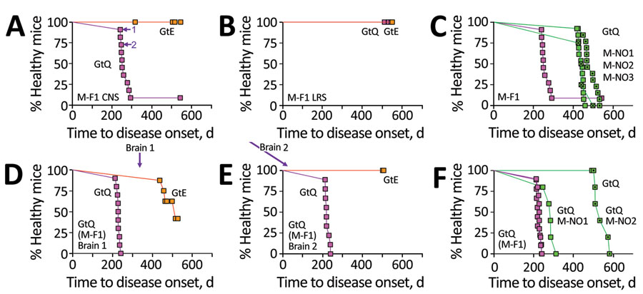 Transmission properties of Finland moose chronic wasting disease (CWD) prions in GtQ and GtE mice. Survival curves of intracerebrally inoculated GtQ and GtE mice are shown. A–C) Primary transmissions; D–F) secondary transmissions. A, B) Transmission to GtE mice (orange squares) and GtQ mice (magenta squares) of CNS homogenate from M-F1 (A) and LRS tissue homogenate from M-F1 (B). Arrows in GtQ mouse brains 1 and 2 (A) used for serial transmissions (D and E). C) Survival of GtQ mice infected with M-F1 from (A) (magenta squares) compared with Norway moose CWD isolates M-NO1 (green squares), M-NO2 (dotted green squares), and M-NO3 (crossed green squares). D) Serial passage of M-F1 prions from GtQ mouse brain 1 to GtE (orange squares) and GtQ (magenta squares). E) Serial passage of M-F1 prions from GtQ mouse brain 2 to GtE and GtQ mice. F) incubation times in GtQ mice of GtQ-passaged M-F1 (brains 1 and 2) from mice in panels D and E (magenta squares) compared with GtQ-passaged M-NO1 (green squares) and M-NO2 (dotted green squares). CNS, central nervous system; GtE, CWD-susceptible gene-targeted mice in which the prion protein coding sequence was replaced with one encoding glutamate at codon 226; GtQ, CWD-susceptible gene-targeted mice in which the prion protein coding sequence was replaced with one encoding glutamine at codon 226; LRS, lymphoreticular system; M-F1, Finland moose 1, M-NO1: Norway moose 1, M-NO2: Norway moose 2, M-NO3: Norway moose 3; p1, primary transmissions; p2, secondary transmissions.