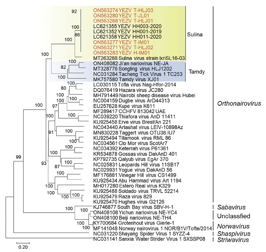 Phylogenetic analyses of Yezo virus from a tick-bitten person and Ixodes persulcatus ticks, northeastern China (red text), and references viruses. Sequences of representative viral strains were downloaded from National Center for Biotechnology Information public databases (https://www.ncbi.nlm.nih.gov) and aligned together using MEGA version 7.0 (https://www.megasoftware.net). A bootstrapping analysis of 1,000 replicates were conducted, and values >70 were considered significant and are shown. Shading indicates Sulin virus genogroup strains (green) and Tamdy virus strain (blue). Numbers along branches are bootstrap values. Scale bar indicates amino acid substitutions per site.