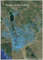 Hlawga National Park sampling site (white outline) in Yangon in study of sylvatic transmission of chikungunya virus among NHPs in Myanmar. Blue lines show the Yangon city wards south of the park. Inset shows location of Yangon in Myanmar (white box). NHP, nonhuman primate.