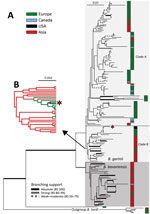 Maximum-likelihood phylogeny of Borrelia garinii/B. bavariensis. A) Maximum-likelihood phylogeny of B. garinii/B. bavariensis rooted with B. turdi. Topology is based on analysis of the partitioned dataset of 8 multilocus sequence typing genotyping loci s) under the generalized time reversible plus Γ4 model (for each partition) in RAxML 8 (https://cme.h-its.org/exelixis/web/software/raxml). The final alignment comprises 184 taxa and 4,791-nt positions. Thickened branches indicate branching support as estimated by nonparametric bootstrap analysis based on 1,000 replicates in RAxML 8. For better readability, support is categorized according to the scheme shown at the bottom of the tree. Isolates were clustered into 7 categories according to their geographic origin, which is color-coded according the scheme in the upper right part of the tree on the topology. The position of 2 US isolates is indicated by an asterisk. B) Subset of results phylogeographic analysis of diffusion on the discrete space showing the estimated geographic origin of the inner branches for the ancestral clade of B. garinii from Asia. Full topology is shown in Appendix Figure 2, panel B, and full details on the methods used are provided in the Appendix. Scale bars indicate nucleotide substitutions per site. BS, branching support.