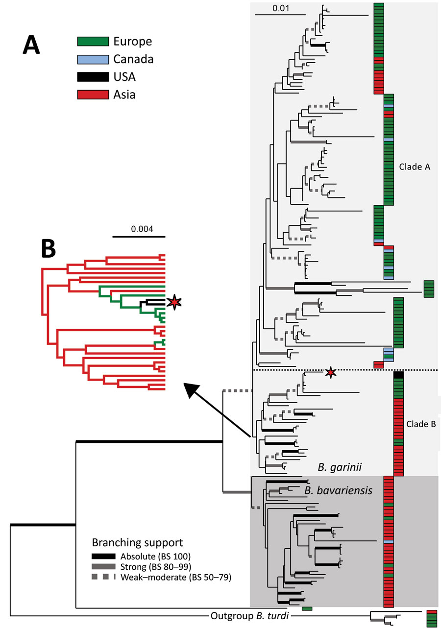 Maximum-likelihood phylogeny of Borrelia garinii/B. bavariensis. A) Maximum-likelihood phylogeny of B. garinii/B. bavariensis rooted with B. turdi. Topology is based on analysis of the partitioned dataset of 8 multilocus sequence typing genotyping loci s) under the generalized time reversible plus Γ4 model (for each partition) in RAxML 8 (https://cme.h-its.org/exelixis/web/software/raxml). The final alignment comprises 184 taxa and 4,791-nt positions. Thickened branches indicate branching support as estimated by nonparametric bootstrap analysis based on 1,000 replicates in RAxML 8. For better readability, support is categorized according to the scheme shown at the bottom of the tree. Isolates were clustered into 7 categories according to their geographic origin, which is color-coded according the scheme in the upper right part of the tree on the topology. The position of 2 US isolates is indicated by an asterisk. B) Subset of results phylogeographic analysis of diffusion on the discrete space showing the estimated geographic origin of the inner branches for the ancestral clade of B. garinii from Asia. Full topology is shown in Appendix Figure 2, panel B, and full details on the methods used are provided in the Appendix. Scale bars indicate nucleotide substitutions per site. BS, branching support.