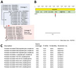 Identification and phylogenetic analysis of Powassan virus found in cerebrospinal fluid of 4-year-old boy detected by metagenomic next-generation sequencing, Ohio, USA. A) Phylogenetic analysis of the 140-bp region in the Powassan virus genome corresponding to the single sequence read detected by metagenomic next-generation sequencing. Single read from the patient in this study was aligned with sequences from 23 representative Powassan virus genomes from lineage 1 (blue shaded box) and lineage 2 (deer tick virus lineage, pink shaded box) and 1 yellow fever virus sequence as an outgroup by using MAFFT v7.388 (Appendix reference 11 ). Phylogenetic tree was constructed by using the maximum-likelihood method and PhyML 3.0 software (Appendix reference 12); support values for the main branches are shown. Powassan virus from our patient (red asterisk) belongs to lineage 2. GenBank accession numbers are shown for each sequence. Scale bar indicates nucleotide substitutions per site. B) Powassan virus genome showing major capsid and nonstructural genes. Single sequence read from the patient mapped to the NS3 gene (arrow and red box). C) List of top 10 GenBank reference sequences matching the patient’s 140-nt read after using MegaBLAST (https://blast.ncbi.nlm.nih.gov) alignment as default setting, each showing 98.6% sequence identity. If Powassan virus sequences were excluded from the reference database, no other matches in GenBank were found. Cds, coding sequence; env, envelope protein; NS, nonstructural; pre, M protein precursor peptide.