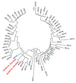 Neighbor-joining circular unrooted tree showing the relationship between Coxiella burnetii genotypes described in study of new genotype of C. burnetii causing epizootic Q fever outbreak in rodents, northern Senegal. MST75 and MST76 (red) were compared with genotypes already found in Senegal, MST19 and MST6 (blue), and other genotypes. The analysis involved 64 nt sequences. All positions containing gaps and missing data were eliminated. There were a total of 4,692 positions in the final dataset. Evolutionary analyses were conducted in MEGA7 (https://www.megasoftware.net). MST, multispacer sequence typing.