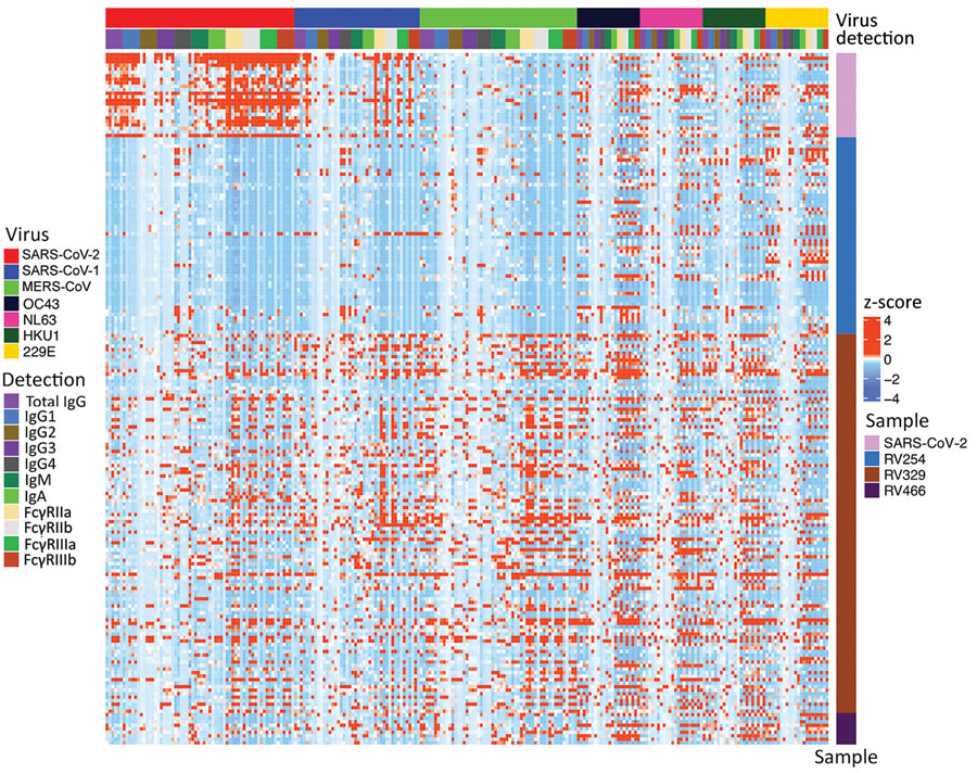 Heat map of coronavirus-specific antibody responses in a study of coronavirus antibody responses before COVID-19 pandemic, Thailand and Africa. We measured antibody responses for in 173 prepandemic serum and plasma samples and 12 samples collected from SARS-CoV-2 convalescent patients. Samples were tested for human coronaviruses SARS-CoV-2, SARS-CoV-1, MERS-CoV, OC43, NL63, HKU1, and 229E. Binding responses are given as z-scores. Each column corresponds to a specific antigen and detection combination. Each row represents a sample; the top 24 rows correspond to positive controls from SARS-CoV-2 convalescent patients. FcγR, Fc gamma receptor (FcγRIIa, FcγRIIb, FcγRIIIa, and FcγRIIIb). 