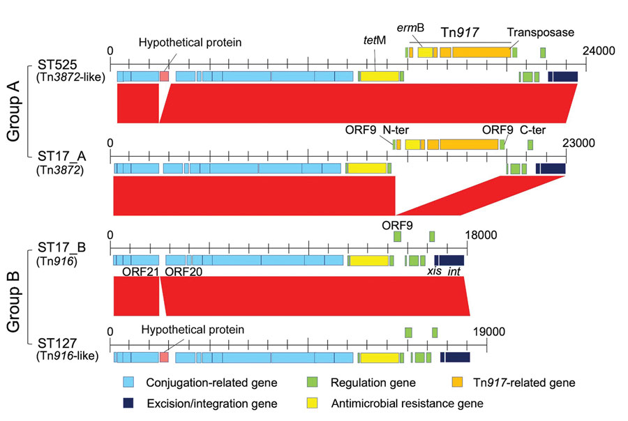 Hypothetical protein substitutions for group A and group B multidrug-resistant Streptococcus dysgalactiae subspecies equisimilis causing bacteremia, Japan, 2005–2021. CC, clonal complex; ORF, open reading frame; ST, sequence type.
