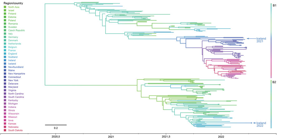 Phylogeographic tree of highly pathogenic avian influenza viruses. Taxa are colored according to their country of origin, and countries are arranged in geographic order from east to west. Arrows indicate viral genomes during 2021 and 2022 in Iceland and assigned to different hemagglutinin clusters B1 and B2. Method hints and basic data are presented in Hassan et al. (13). Scale bar indicates nucleotide substitutions per site.