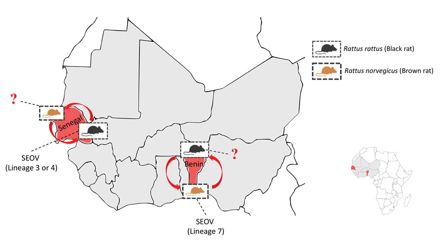 Seaports in which SEOV was detected in rats, West Africa. Detailed map shows localization of the 2 genetically characterized SEOV variants isolated from black rats (Rattus rattus) (18) and brown rats (R. norvegicus) (19). Red arrows indicate potential transmission between the rat species. Red question marks indicate current unknown SEOV infection status in the considered rat species. Inset shows the areas of interest on the continent of Africa. SEOV, Seoul orthohantavirus.