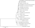 Phylogenetic tree of Rickettsia conorii identified from natural Mediterranean spotted fever foci, Qingdao, China. Bold text indicates R. conorii obtained from a striped field mouse (Apodemus agrarius) captured in 2015. The maximum-likelihood tree is based on the concatenated sequences of rrs, htrA, ompA, and ompB genes of Rickettsia species. Numbers at the nodes indicated the percentage of bootstrap proportions with 1,000 replicates; only bootstrap values >70% are shown. The reference sequences are indicated by the GenBank accession number, name of species, host, and country of isolation. Scale bar indicates nucleotide substitutions per site. 