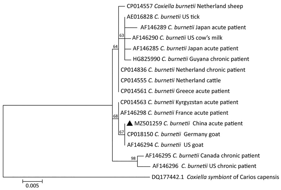 Phylogenetic tree of Coxiella burnetii from a patient with Q fever in Shandong Province, China, 2019. Triangle indicates the strain detected in this study. The phylogenetic tree was constructed using the complete isocitrate dehydrogenase gene sequence (1,300-bp) with the maximum-likelihood method using MEGA 7.0 (https://www.megasoftware.net). Bootstrap values >50% from 1,000 replicates (shown on the nodes). Scale bar indicates substitutions per site. 