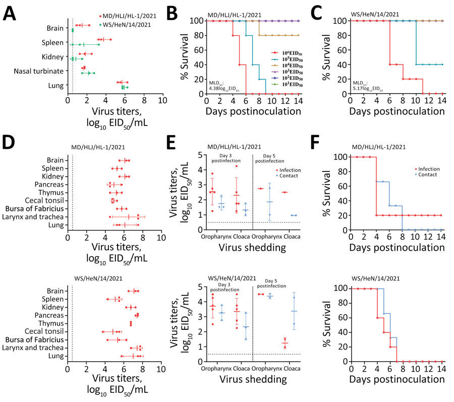 Replication and virulence of representative highly pathogenic avian influenza virus (H5N1) viruses in mice and ducks. A) Virus titers in organs of mice that were humanely killed on postinfection day 3 with 106 EID50 of the test viruses. B, C) MLD50 of the indicated viruses. D) Virus titers in organs of ducks that were killed on day 3 post inoculation with 106 EID50 in 0.1 mL of the indicated viruses. E) Virus shedding from ducks on the indicated days after inoculation. F) Death pattern of ducks in the infected and control groups. EID50, 50% egg infectious dose; MLD50, 50% lethal dose for mice.