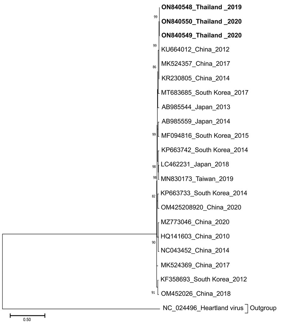 Phylogenetic analysis of the S segment sequence (1,674 bp) of 3 SFTSV strains from Thailand (bold) compared with reference sequences. The tree was generated using the maximum-likelihood method based on the Kimura 2-parameter model with 1,000 bootstrap replicates. Strains are noted with GenBank accession numbers, country, and year of isolation. Bootstrap values >70% are indicated at the branch nodes. Scale bar indicates the number of substitutions per site.