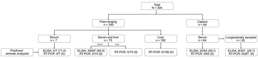 Flowchart of a survey of hepatitis E virus in 304 cetaceans belonging to 13 species in Spain during 2011–2022. Description of the study population, number of cetaceans, type of samples analyzed by ELISA and RT-PCR, and results obtained in each assay. *Ten of 75 serum samples were discarded for serologic analysis due to hemolysis. †Taking into account that 2–5 samples were collected per animal in longitudinally surveyed animals, 97 were analyzed by ELISA and 78 by RT-PCR. RT-PCR, reverse transcription PCR.
