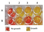 Rapid CAZ/AVI NP testing. Bacterial growth is shown by color change of the medium from red to yellow. This test was performed with a ceftazidime/avibactam (CAZ/AVI)–resistant isolate (A2 and B2) and with a CAZ/AVI/susceptible isolate (A3 and B3) in a reaction without (A) and with (B) CAZ/AVI at the defined concentration. The tested isolates (A4 and B4) that grew in the absence and presence of CAZ/AVI were considered positive (CAZ/AVI resistant). Noninoculated wells (A1 and B1) are shown as controls for possible medium contamination.