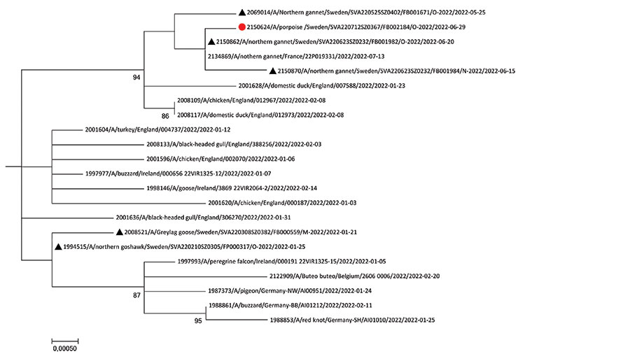 Maximum-likelihood phylogenetic tree for the hamagglutinin gene of highly pathogenic avian influenza A(H5N1) virus isolates from a harbor porpoise (red dot) and wild and domestic birds (black triangles) from Sweden and reference viruses. The number at each node represents the sequence accession number. Bootstrap values (2,000 replicates) >70% are displayed at the branch nodes. Scale bar indicates number of nucleotide substitutions per site.