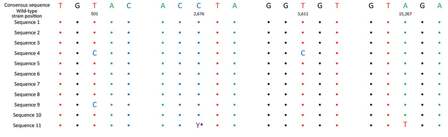 Comparison of whole-genome SARS-CoV-2 sequences obtained from cruise participants during 7-day river cruise, the Netherlands. Only the regions with different nucleotides from the consensus sequence are displayed. Colored circles indicate sequences identity. Sequences classified as the Delta variant of concern were subtyped as AY.126. *Indicates C and T in the same person, possibly co-infection with 2 strains or a mutation that occurred in that person.