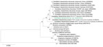 Phylogenetic tree of Candidatus Neoehrlichia species detected in a case of neoehrlichiosis in a symptomatic immunocompetent child, South Africa. We used Kimura 2-parameter plus gamma plus invariable site substitution model in MEGA X (https://www.megasoftware.net) to infer a maximum-likelihood phylogenetic tree in combination with the bootstrap method using 1,000 replicates. Green bold text indicates Candidatus Neoehrlichia species detected from the patient in this case-study; we compared this isolate to other Anaplasmataceae species detected from ticks, humans, and mammals available in GenBank (indicated by species name and GenBank accession number; host species and country are given for other Candidatus Neoehrlichia species). Scale bar indicates nucleotide substitutions per site.