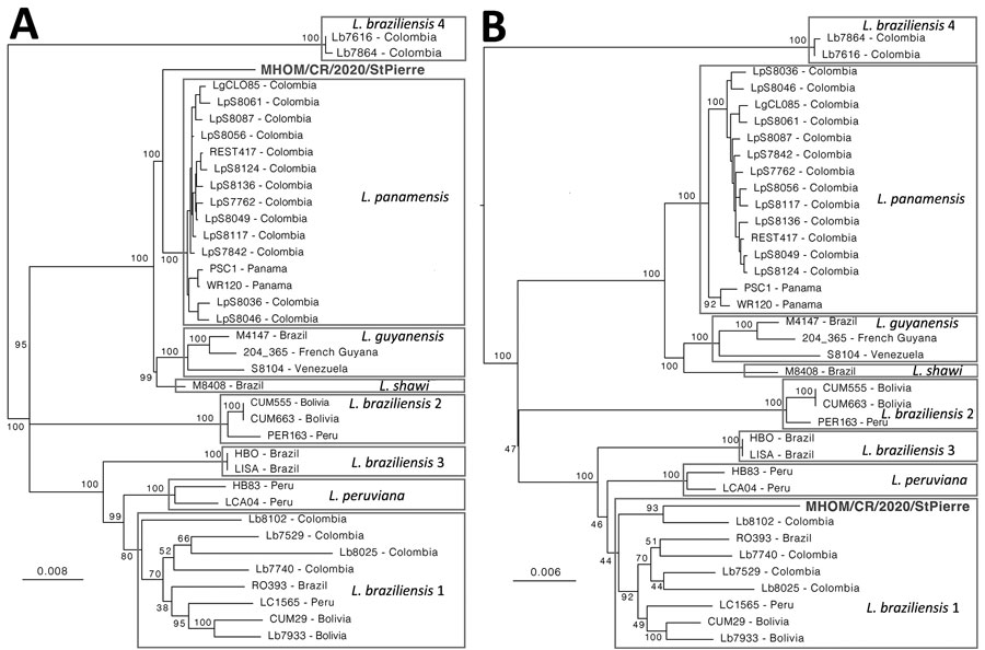 Midpoint rooted maximum-likelihood phylogenetic trees based on single-nucleotide polymorphisms called in chromosome 1 and the first 140kb of the telomeric region of chromosome 20 of a hybrid Leishmania parasite from Costa Rica. For each strain, sequences were composed based on concatenated single-nucleotide polymorphisms that were each coded by 2 base pairs, after which invariant sites were removed, resulting in 2,382 bp sequences for chromosome 1 and 3,015 bp sequences for chromosome 20. Consensus phylogenetic trees were generated from 1,000 bootstrap trees using IQ-TREE (http://www.iqtree.org) with 37 taxa (excluding L. naiffi and L. lainsoni strains) under the  transversion with empirical base frequencies, ascertainment bias correction, and discrete gamma with 4 rate categories substitution model, which was the best-fit model revealed by ModelFinder as implemented in IQTREE. Branch support values are presented near each node following 1,000 bootstrap replicates; bootstrap values within the clade containing L. panamensis strains were omitted for clarity reasons. Scale bar indicates number of substitutions per site. Appendix 2) includes a description of the L. braziliensis 1–4 lineages. 