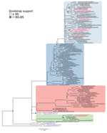 Phylogenetic analysis of highly pathogenic avian influenza A(H5N1) viruses from New England birds and seals, United States. Complete genomes of HPAI H5N1 viruses (GISAID database, https://www.gisaid.org) were compared by using IQ-TREE (https://www.iqtree.org) with the Ultrafast bootstrap (n = 10,000) option and A/chicken/NL/FAV-0033/2021 as a reference. Bootstrap support values >80 are shown at nodes. Red text indicates seal-derived sequences, black text avian-derived sequences from New England and Newfoundland, and blue text indicates avian-derived sequences from Europe . Branches are shaded on the basis of lineage groups: primary lineage from North America, pink; New England–specific lineage A, 1st wave blue, 2nd wave light blue; and New England–specific lineage B, green. All newly reported specimens were collected in the New England region during February–July 2022. Scale bar indicates nucleotide substitutions per site.