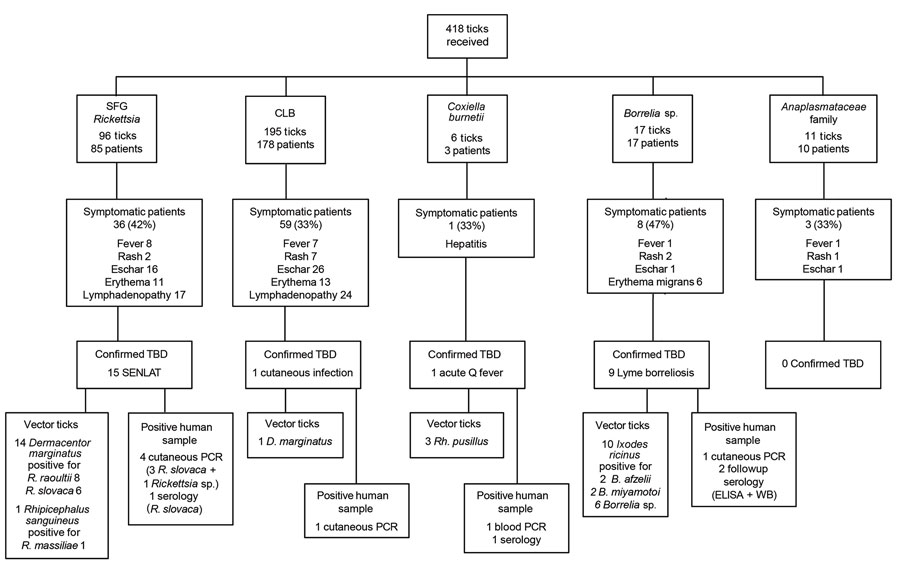 Flow chart of bacteria and tick identification and patient signs/symptoms in study of bacterial agents detected in 418 ticks removed from humans during 2014–2021, France. Ticks were removed from 359 patients and sent to the Institut Hospitalo-Universitaire Méditerranée Infection in Marseille, France, where they were identified by using matrix-assisted laser desorption/ionization time-of-flight mass spectrometry or sequencing PCR products. Bacteria carried by ticks were isolated and identified by PCR or serologic methods at the institute. CLB, Coxiella-like bacteria; SENLAT, scalp eschar and neck lymphadenopathy syndrome; SFG, spotted fever group; TBD, tickborne disease; WB, Western blot.